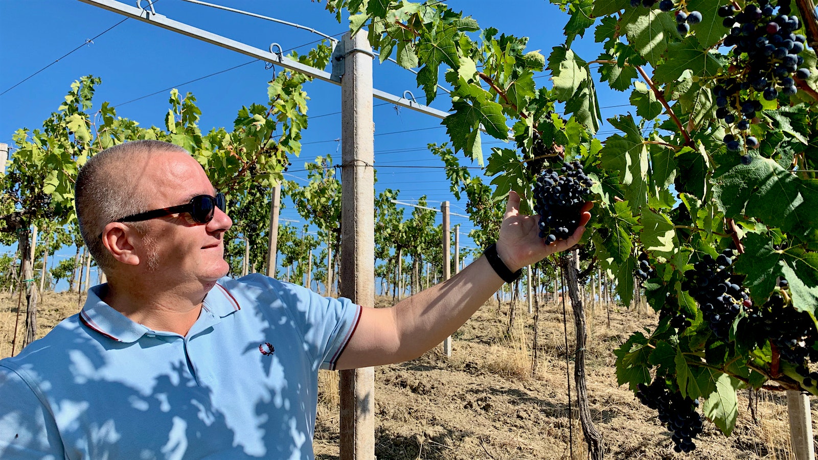 Sabatino di Properzio examining grape bunches in the Binomio vineyard